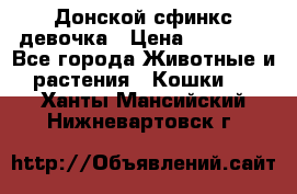 Донской сфинкс девочка › Цена ­ 15 000 - Все города Животные и растения » Кошки   . Ханты-Мансийский,Нижневартовск г.